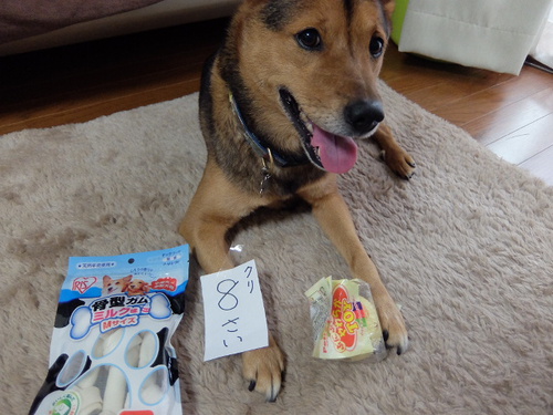 クリ、８歳