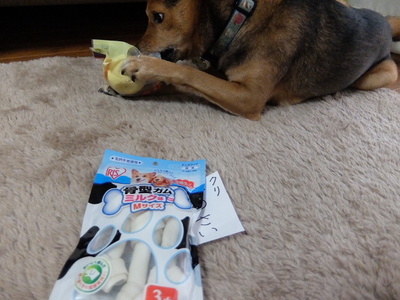 クリ、８歳