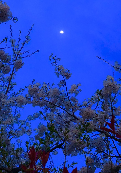 月と桜