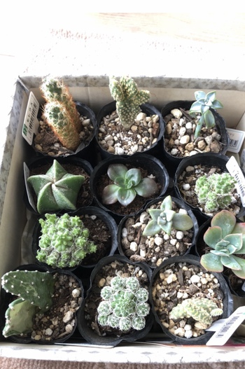 かえるのぶろーち