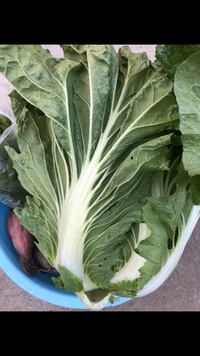 白菜のとげ