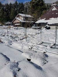 朽木の苗畑は雪埋まりました