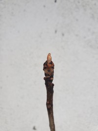 オニグルミです。