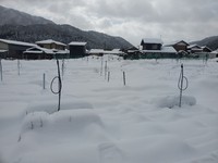 雪で埋まりました。