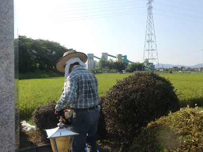 北両免墓地の生垣の葉狩