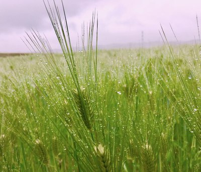 雨の麦畑２