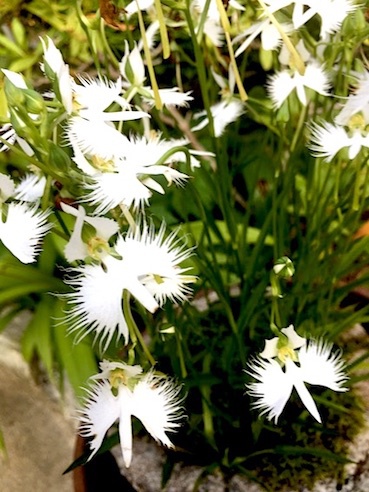 風のつぶやき 咲く花 散る花 晩夏を詩う