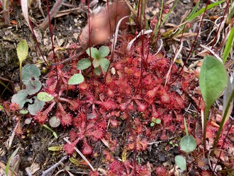 意外と身近な食虫植物 l 希望が丘文化公園公式ブログ