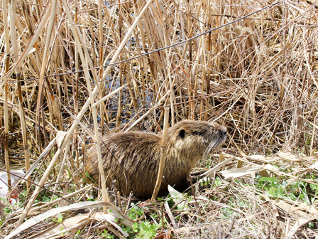 滋賀を歩こう 愛嬌あるヌートリアでも害獣 琵琶湖の内湖にて