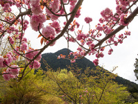 遅咲きのサトザクラ近江富士花緑公園
