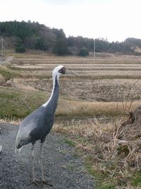 貴重なマナヅルが・・・
