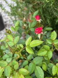いつも咲いてくれる庭の薔薇。