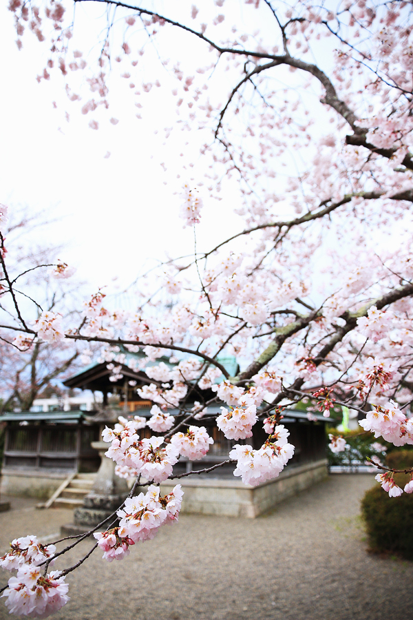 甲賀市水口町 桜の名所・藤栄神社は開花はじまりました。（2017年4月6日）