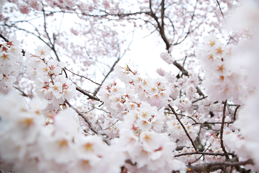 甲賀市水口町 桜の名所・藤栄神社は開花はじまりました。（2017年4月6日）