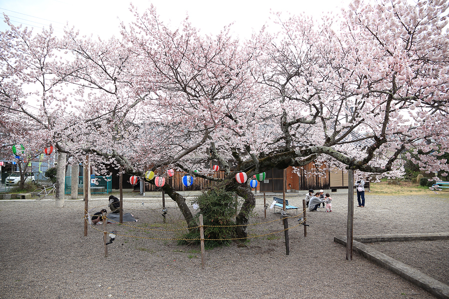 甲賀市水口町 桜の名所・藤栄神社は開花はじまりました。（2017年4月6日）