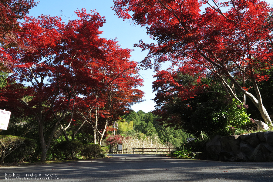 今日の大池寺の紅葉・2016[水口町]