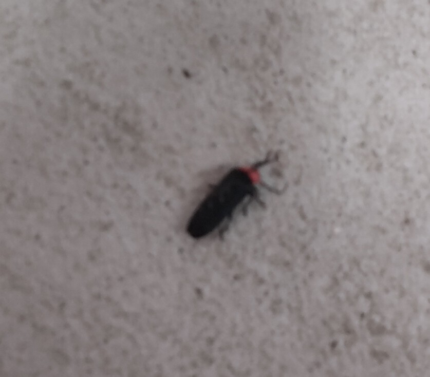 楽しませてありがとう～
