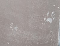 犯人の残したもの！