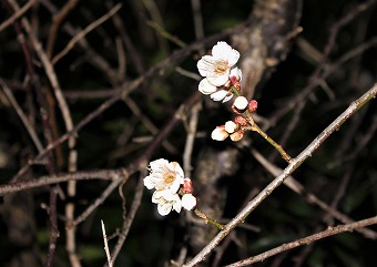 いよいよ弥生三月、” 商家に伝わるひな人形めぐり   その３