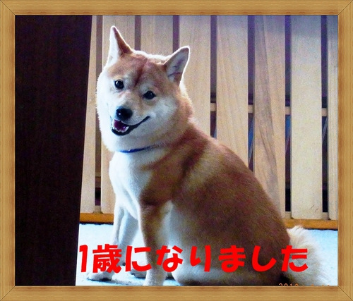 1歳