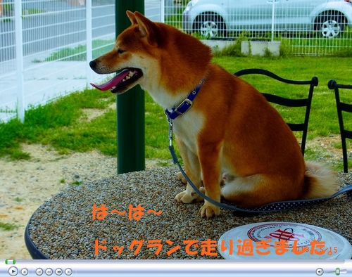 dogrun