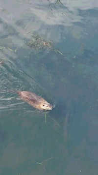 ？ えっ？ (;゜∇゜)？ なになに？ ヌートリア？