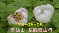 '23-05-05 霊仙山花観察山行