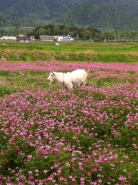 やぎ〜(^o^)