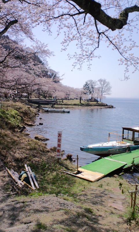 只今バイト中 海津大崎の桜