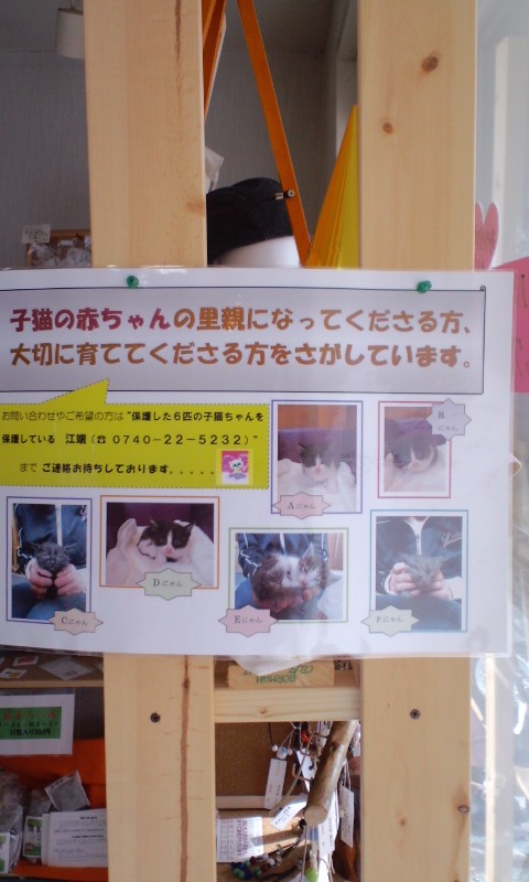 にゃんこ好きさん里親募集です