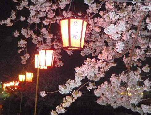 満開の夜桜とぼんぼり