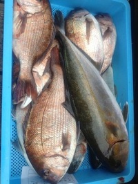 楽しい海上釣り堀(^-^)/