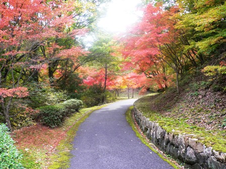 紅葉真っ只中