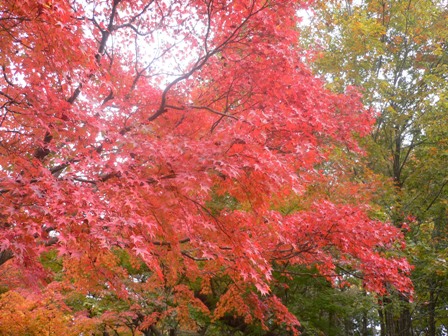 紅葉真っ只中