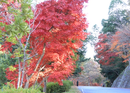 紅葉の希望が丘
