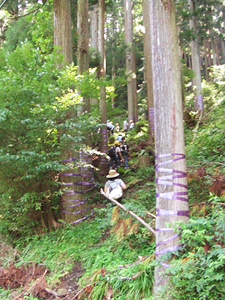 木の伐採見学と森の仕事体験①　木の伐採見学