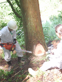 木の伐採見学と森の仕事体験①　木の伐採見学