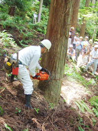 木の伐採見学と森の仕事体験①　木の伐採見学