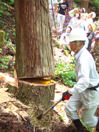 木の伐採見学と森の仕事体験①　木の伐採見学