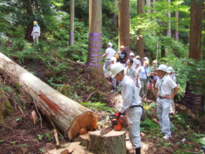 木の伐採見学と森の仕事体験①　木の伐採見学