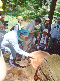 木の伐採見学と森の仕事体験①　木の伐採見学