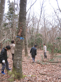 阿弥陀山に木を探しに