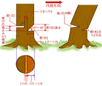 木の伐採見学と森の仕事体験①　木の伐採見学