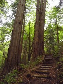 木祖村・水木沢天然林へ・・②
