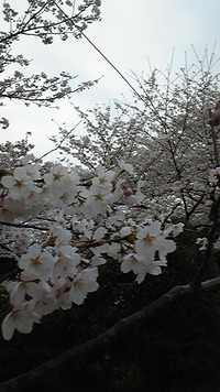 満開です☆