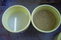 きのせ産味噌