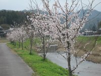 きのせの桜