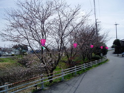 桜