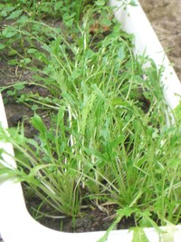 水菜の行方は…？