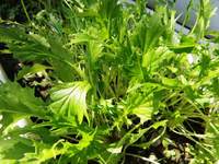 シャキシャキ水菜収穫♪